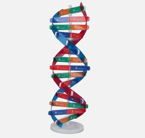 Biology Model-DNA Activity Model-Sciedu (CM):12x12x46 | ABC Books
