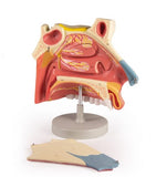 ENT Model-Nasal Cavity,3 Parts-Size(CM):15x20x30 | ABC Books