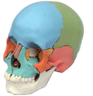 Bone Model-Model of Adult Skull-Didactic Colored-3 Part-Sciedu (CM) 31x19x17 | ABC Books