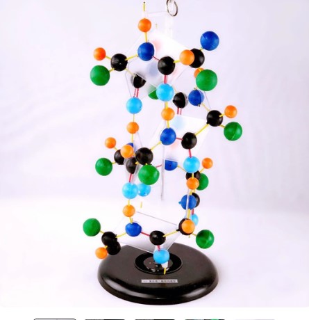 Biology Model-Protein Structure-(CM):70x23x22