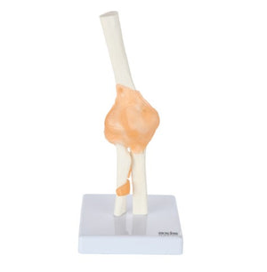 Bone Model-Human Elbow Joint-Sciedu-Size(CM):19x13x13 | ABC Books