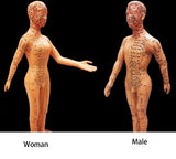Training Mode-Human Acupuncture-Male & Female ( Package)- Sciedu-Siz Eeach Piece(CM): 50x17x17 | ABC Books