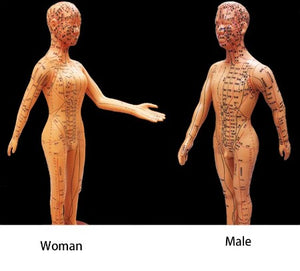 Training Mode-Human Acupuncture-Male & Female ( Package)- Sciedu-Siz Eeach Piece(CM): 50x17x17 | ABC Books