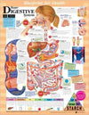 Blueprint for Health Your Digestive System Chart | ABC Books