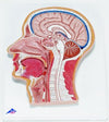 Head Model-Median Section of The Head- 3B-Size(CM): 33x27x5 | ABC Books