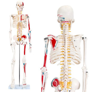 Bone Model- 85CM- Model of Human Skeleton Left Painted-Sciedu (CM- ):85x18x15 | ABC Books