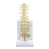 Bone Model-Sacrum T8 Spine- GPI (CM)451x12x10 | ABC Books