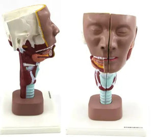 Head Model-Human Head-2 Parts-Sciedu-Size(CM): 29x20x15 | ABC Books