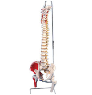 Bone Model-Vertebral Model-Vertebral Column with Pelvis and Painted Muscles-Life Size-Sciedu (CM) 87x34x30 | ABC Books