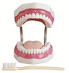Dentistry Model-Oral Care Model-with Brush-32 Teeth-Sciedu(CM):25x17x12 | ABC Books
