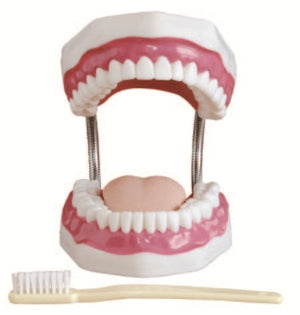 Dentistry Model-Oral Care Model-with Brush-32 Teeth-Sciedu(CM):25x17x12 | ABC Books