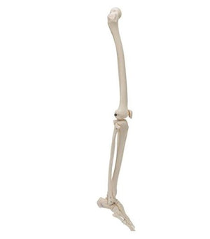 Bone Model-Human Skeleton of Leg with Foot, Wire Mounted-3B Scientific (CM):85x 22x8 | ABC Books