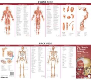 Anatomical Chart Company's Illustrated Pocket Anatomy: The Muscular & Skeletal Systems Study Guide, 2e | ABC Books