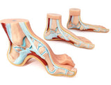 Foot Model-Normal Foot,Flat Foot,Arched Foot-3 Pieces-Size of Each (CM): 21x12x7 | ABC Books