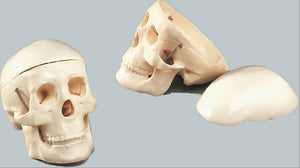 Bone Model-Miniature Plastic Skull-3 Part-Sciedu (CM) 12x11x8 | ABC Books