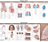 Anatomical Chart Company's Illustrated Pocket Anatomy: Anatomy & Disorders of The Respiratory System Study Guide, 2e | ABC Books