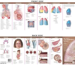 Anatomical Chart Company's Illustrated Pocket Anatomy: Anatomy & Disorders of The Respiratory System Study Guide, 2e | ABC Books