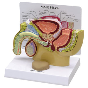 Urology Model-Male Pelvis with Prostate- GPI (CM):19x15x13 | ABC Books