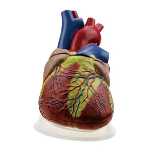 Thoracic Model-Human Heart-Jumbo Model-3 Parts-Sciedu-Size(CM): 31x29x23 | ABC Books