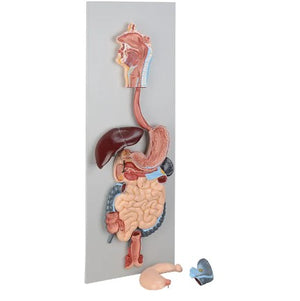 Digestive Model-Digestive Model-Sciedu-(CM): 85x34x8 | ABC Books