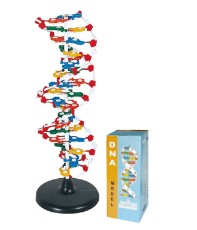 Biology Model-DNA Structure-Sciedu (CM):23x22x69 | ABC Books