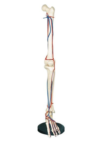 Bone Model-Big Adult Leg Bone with Blood Vessel- Sciedu (CM): 88x22x8 | ABC Books