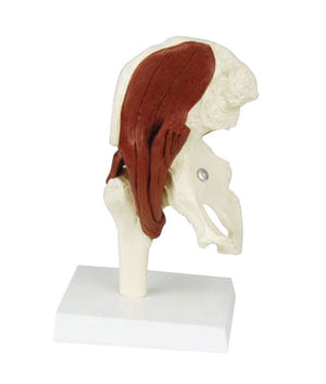 Bone Model- Human Muscled Hip Joint Model- Sciedu-Size(CM): 20x13x12 | ABC Books