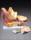 ENT Model-Budget Giant Ear Model- Anatomical-Size(CM): 40x23x15** | ABC Books
