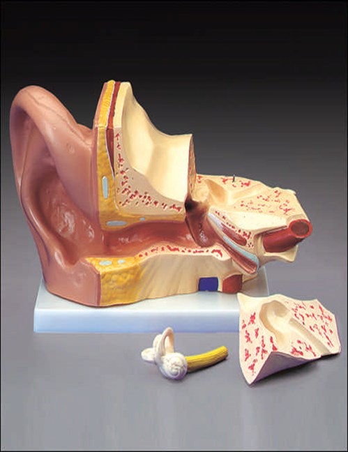 ENT Model-Budget Giant Ear Model- Anatomical-Size(CM): 40x23x15**