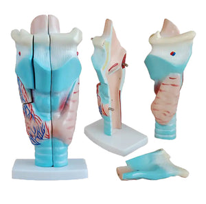 ENT Model- 2 parts human larynx -Qinghua -Size(cm): 11x11x23 | ABC Books