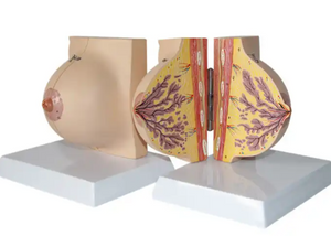 Breast Model-Female Breast Model-Sciedu (CM) 14x12x12 | ABC Books
