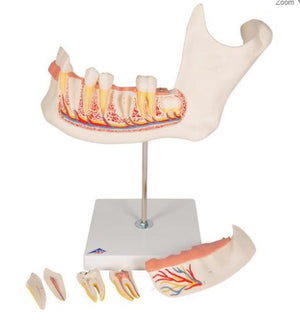 Dentistry Model-Half Lower Human Jaw Model, 3 Times Full-Size, 6 Part-3B(CM):36x35x18 | ABC Books