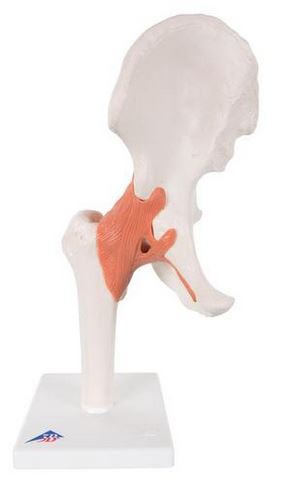 Bone Model-Functional Human Hip Joint Model- 3B-Size(CM): 26x21x12 | ABC Books