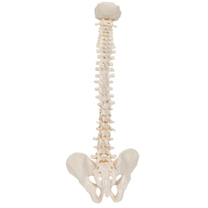 Bone Model-Human Lumbar Spinal Column with Prolapsed Intervertebral Disc-3B-Size(CM): 35x13x6 | ABC Books