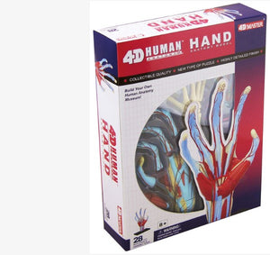 Educational Games-Model of Human Hand (Mini Size12.7 CM) 28 Parts | ABC Books