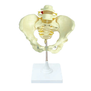 Bone Model-Female Pelvis- Size(CM): 38x24x21 | ABC Books