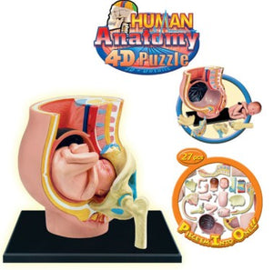 Educational Games-Human Pregnant Uterus(Mini Size 12.7 CM) 27 Parts- Sciedu | ABC Books