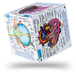 ZooBooKoo Scientific Human Body Cube Book - Systems and Statistics | ABC Books