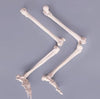 Bone Model-Life-Size Lower Extremity-Sciedu (CM):85x 22x8 | ABC Books