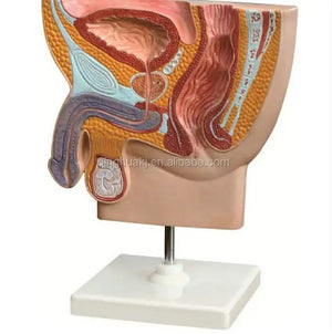 Urology Model-Male Pelvis Section-Sciedu-Size(CM): 28x10x3 | ABC Books