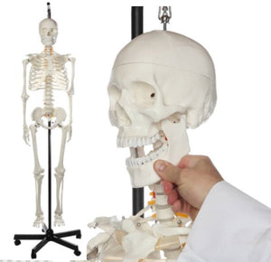 Bone Model- 175CM- Model of Human Skeleton-Hanging Stand-Sciedu (CM- ):175x40x24 | ABC Books