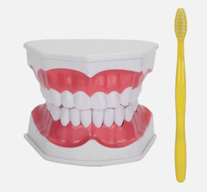Dentistry Model-Small Tooth Hygiene-with Brush- 28 Teeth- Sciedu(CM):14x13x10 | ABC Books