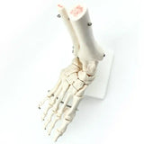 Bone Model-Life-Size Foot Joint-Sciedu-Size(CM): 25x21x12 | ABC Books