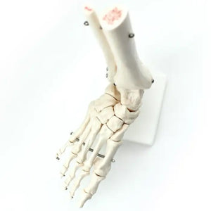 Bone Model-Life-Size Foot Joint-Sciedu-Size(CM): 25x21x12 | ABC Books