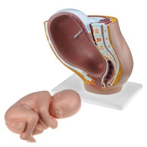 Reproductive Model-Pregnancy Pelvis with Mature Fetus,2 Parts-Sciedu-Size(CM): 36x35x25 | ABC Books