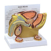 Urology Model-Male Pelvis with Testicles- GPI (CM):18x16x13 | ABC Books