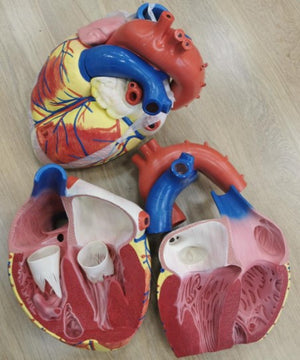Thoracic Model-New Style Jumbo Heart Model-4 Part-Sciedu-Size(CM): 29x24x21 | ABC Books