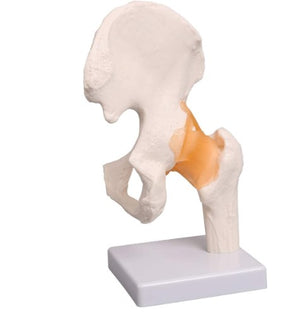 Bone Model-Human Hip Joint- Sciedu-Size(CM): 34x18x13 | ABC Books