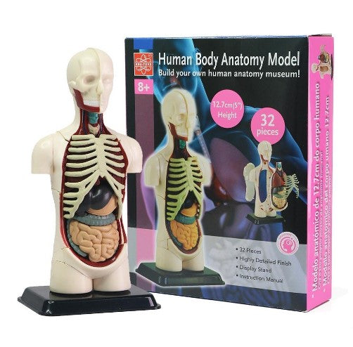 Educational Games-Torso Mini Size 12.7 CM-Model of Human Torso-32 Parts-Sciedu