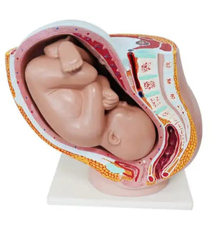 Reproductive Model-Pregnancy Pelvis with Mature Fetus,2 Parts-Sciedu-Size(CM): 36x29x21 | ABC Books